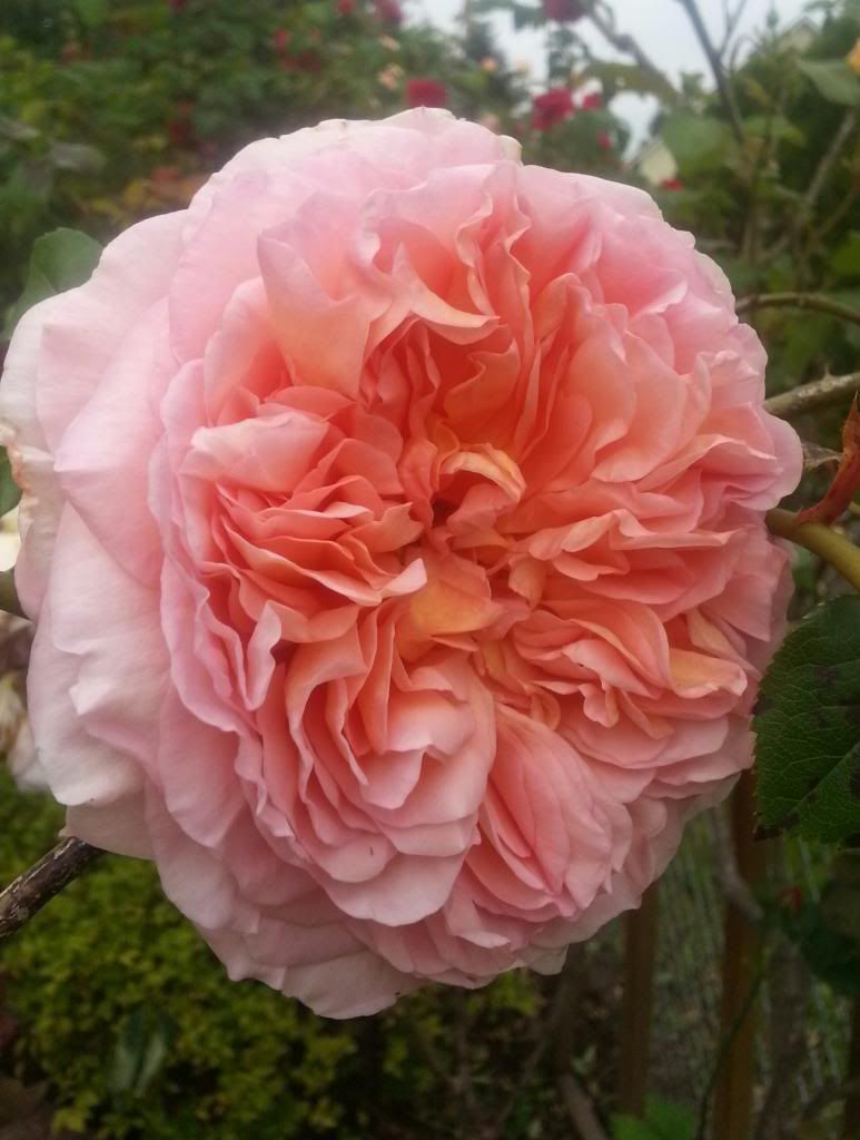  photo 20140525_094544-1_zpsmvsnarlf.jpg